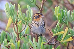 Saltmarsh Sparrow